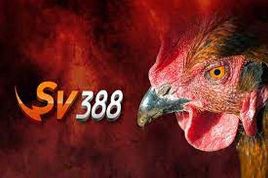 SV388 đá gà trực tiếp có độ uy tín cao